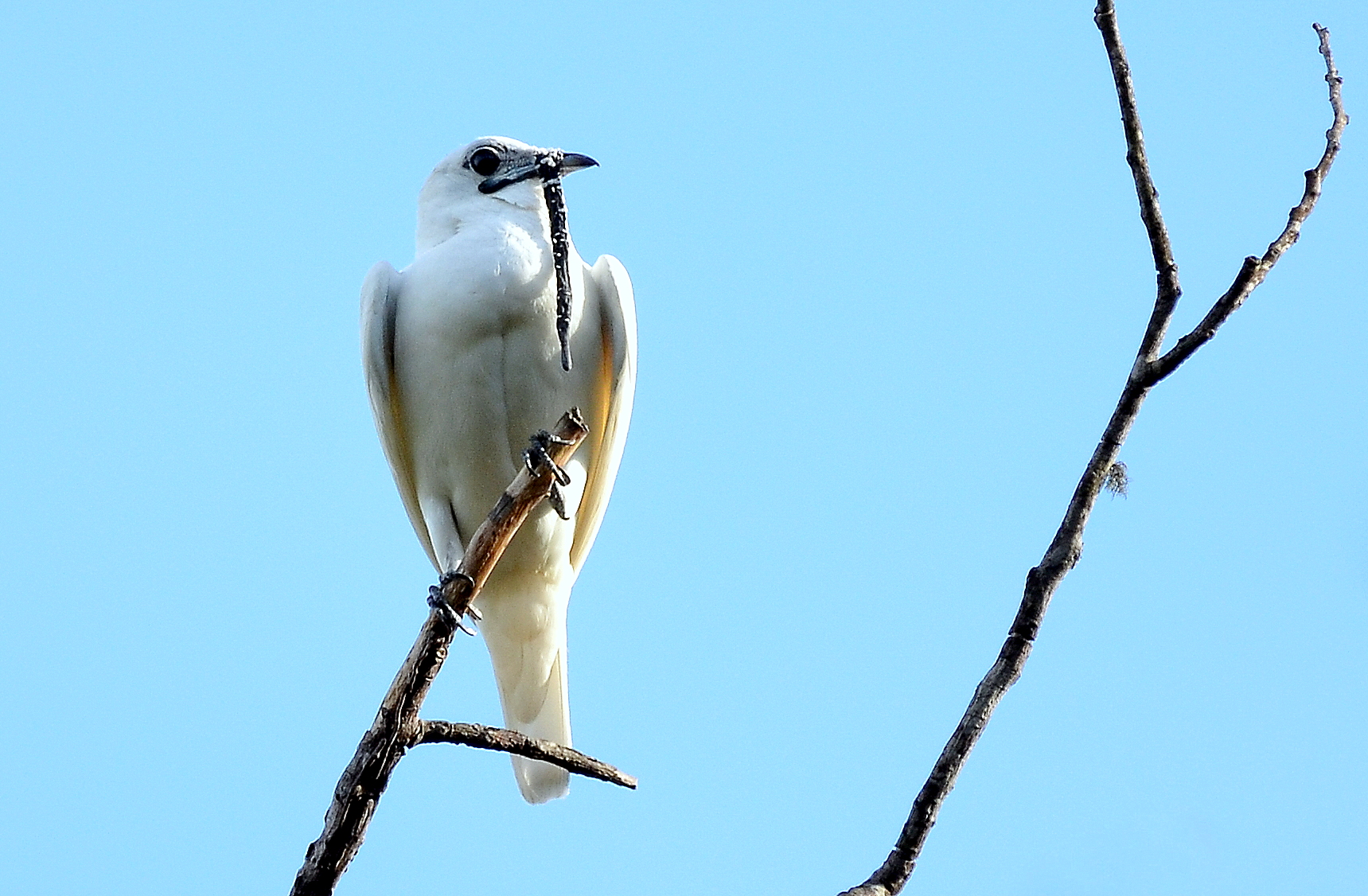 Araponga da Amazônia (M) – Abr 2019